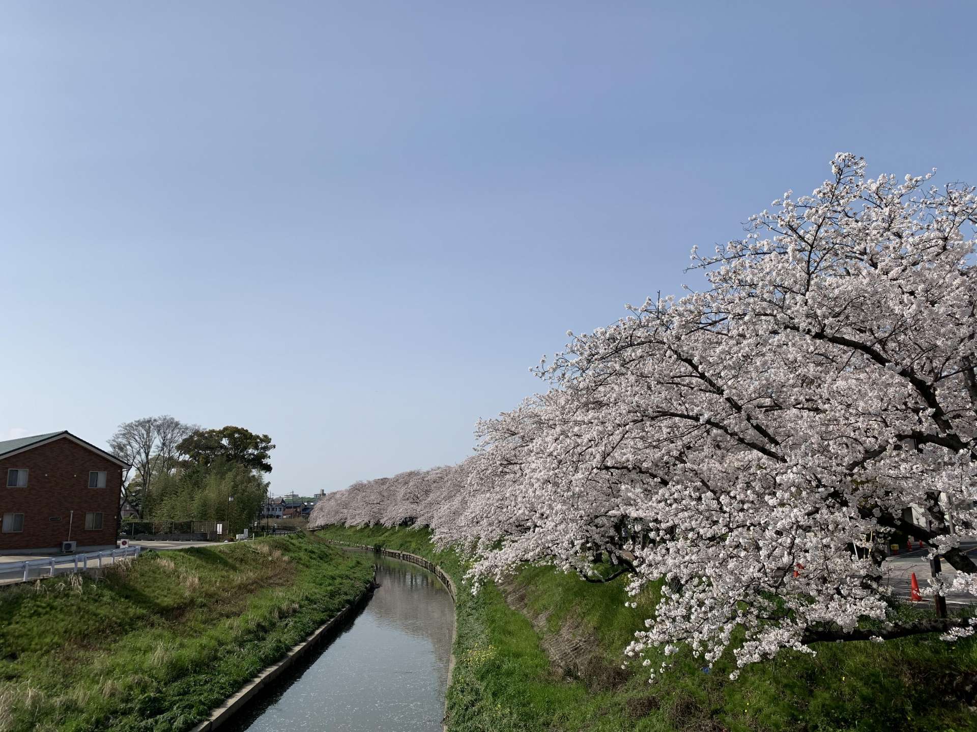 【いわくら大野整体院】先日桜を見てきました